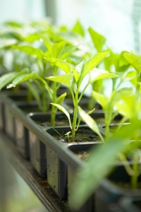 Seedlings in plug tray